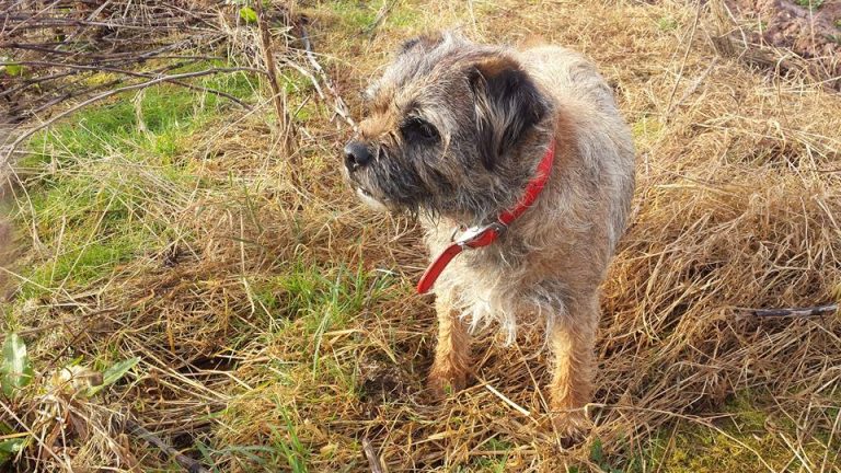 grand 3e1575256f 768x432