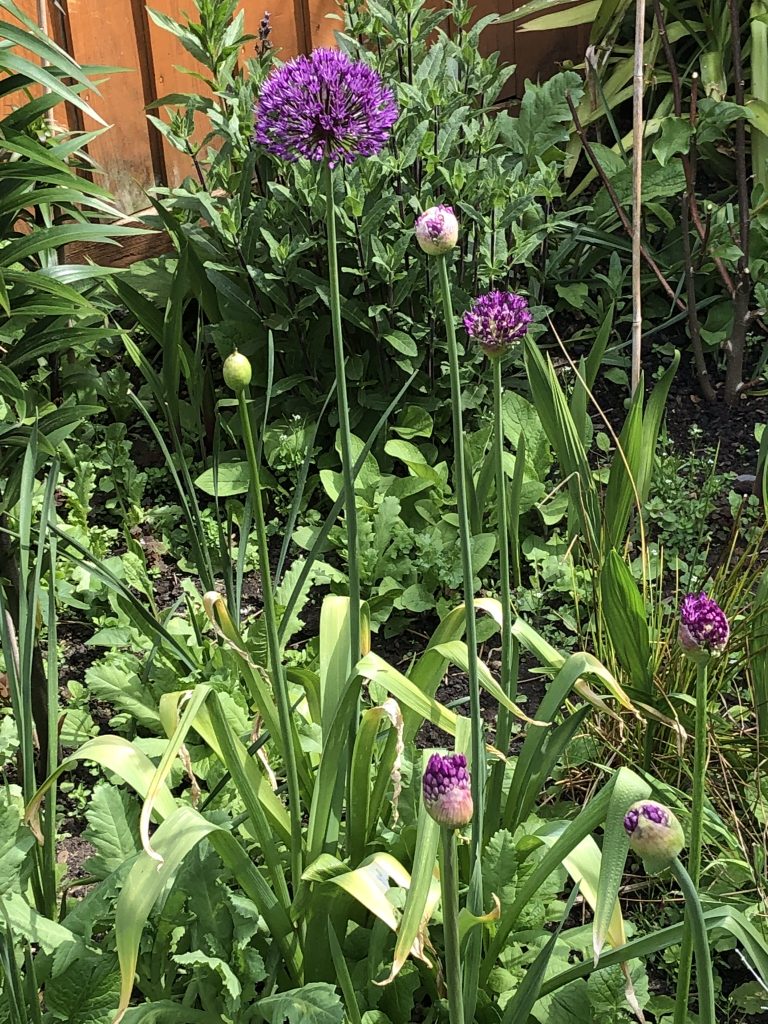 F8AAE856 430A 48DF 9019 6A37F8385DA1 768x1024