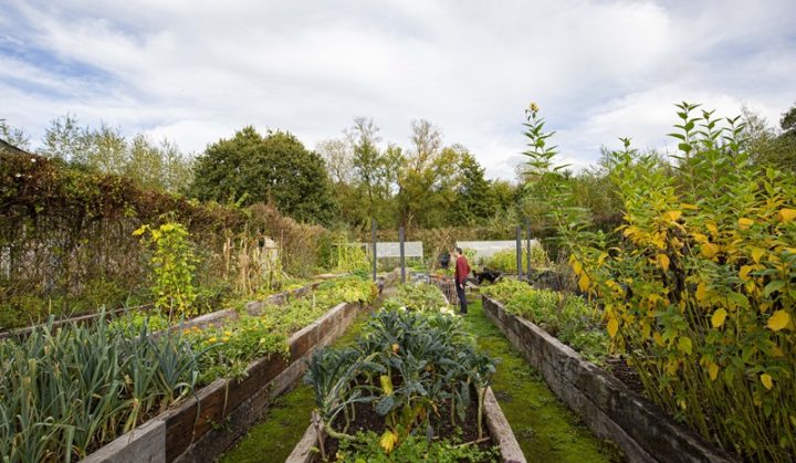 Selgars Vegetable Garden at mature coliving retreat
