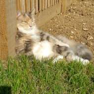 PusswithAttitude